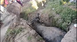 Buffalo rescued after falling into drain ditch in northern India