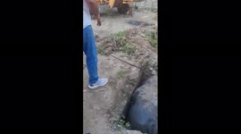 A reseque operation by Mucipal worker to save a bafflo in Northern India