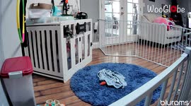 'Smart Miniature Schnauzer escapes his crate and playpen'