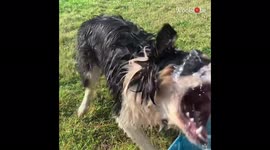 'Excited Border Collie can't stop drinking the water coming out of the hose'