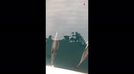'Friendly dolphin pod swims along with tourists on their fishing trip '