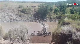 'Captivating Scene from the Great Wildebeest Migration (2018)'