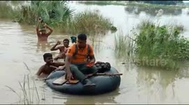 Snake rescuer travels through floodwaters to save tangled cobra