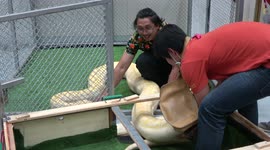 Giant Burmese Python being unloaded from a crate at Chiangmai Airport Plaza