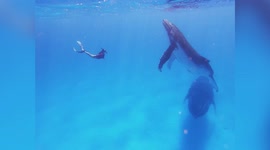 Couple have amazing close encounter with group of HUMPBACK WHALES