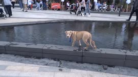 American pittie pup launches playful attack on a poodle at Battersea Power Station riverfront park