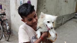 White Samoyed dog is very seriously with camera and feel relaxed out side