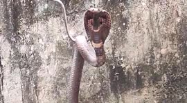 Cobra hooked out of water after falling into well in central India