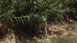 Palestinian youth Mohamed Hamida, 20,  makes a musical instrument Yrgoul, in Beit Hanoun in the northern Gaza Strip