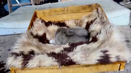 Let sleeping dogs lie: Owner builds a snug bed FROM A PALLET for his cute husky puppy