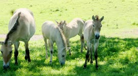 All species of wild horses have gone extinct ... except for one