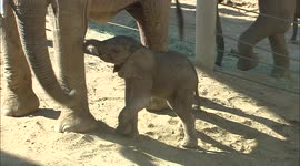 San Diego Zoo Safari Park welcomes super-cute baby elephant