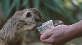 Cute meerkats undergo target training