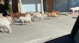 Goat out! Loose goats roam around Atlanta