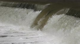 Crowds gather in Canada to watch salmon migrate