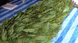 Market stalls start selling ‘Kratom’ leaves after former drug is legalised in Thailand
