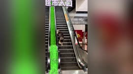 Dog is determined to walk wrong way down escalator