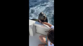 'Cute but vicious sea lion attacks tourist for not giving it fish 
'