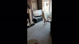 Confused dog chases animals during Coronation Street intro