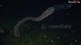 Diver encounters bizarre dragon-like creature in Mediterranean Sea at night