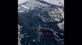 'Pod of Orcas on the lookout for seals in Antarctica'