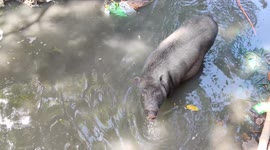 The pig's attraction under polluted water , he sure geeting relax inside for heat temperature
