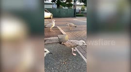 Seagull with barbed fish hook in its beak captured thanks to McDonald's hash brown