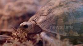 Check out the amazing shells of spider tortoises