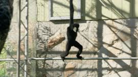 Meet the 1-armed gibbon that has adapted to life with less limbs