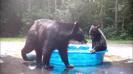 Bears play and splash in Seattle backyard kiddie pool