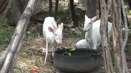 Albino barking deer born at Thai zoo
