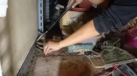 Deadly cobra found hiding inside grocery store