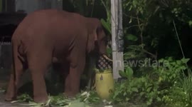 Hungry wild elephant rummages through rubbish bins looking for food in Thailand