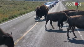 Herd of confused bison block traffic at Yellowstone National Park