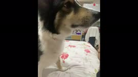 'Demanding sheepdog doesn't want owner to stop scratching her head '