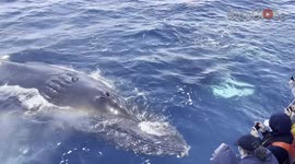 Humpback whales amaze tourists off California coast