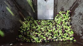 Palestinian workers prepare olives before crushe it to change-over into oil in an olive oil processing workshop