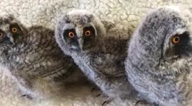 Three owlets from the center of SirinZoo, Pionino, Belarus