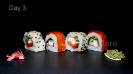 YouTuber documents sushi as it rots in 10-day timelapse