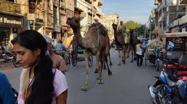 The Camel has connected with Women's hindu Festival in Northern India