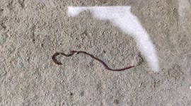 Tiny boy save the life for baby snake in India street