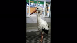 wild stork at the gas station. not afraid of people. drinks water. stayed for the winter.