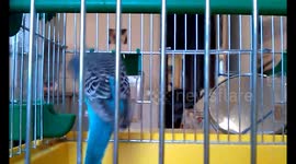 budgerigar runs and jumps around the cage. Likes to somersault very much.