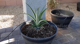 4 month old pineapple plant grown from a pineapple crown