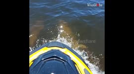 'Tourist joined by a pod of playful dolphins while boating in Mandurah, Australia'
