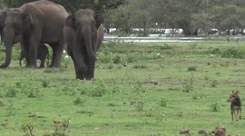 Wild elephant trumpets as it chases after stray dog in Sri Lanka