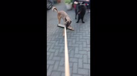 'Funny Belgian Shepherd thinks he can help owner with sweeping '