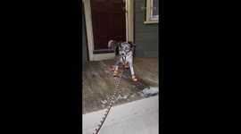 'Cute doggy tries walking in snow boots and tumbles down stairs'