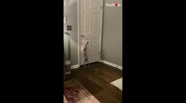 'Self-sufficient cat doesn't need anyone to open doors for it
'