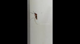 Close up of a common mosquito preening its legs